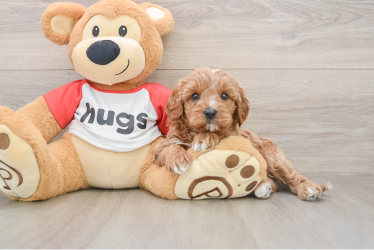 Best Cavapoo Baby
