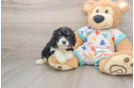 Cavapoo Pup Being Cute