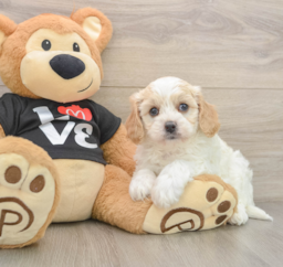 7 week old Cavapoo Puppy For Sale - Windy City Pups