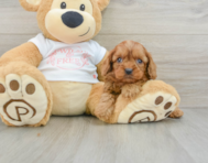 8 week old Cavapoo Puppy For Sale - Windy City Pups