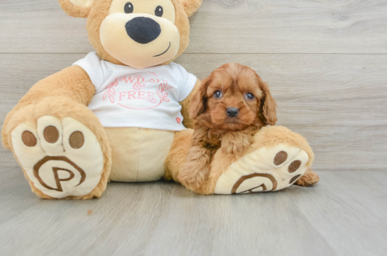 Adorable Cavalier King Charles Spaniel and Poodle Mix Poodle Mix Puppy