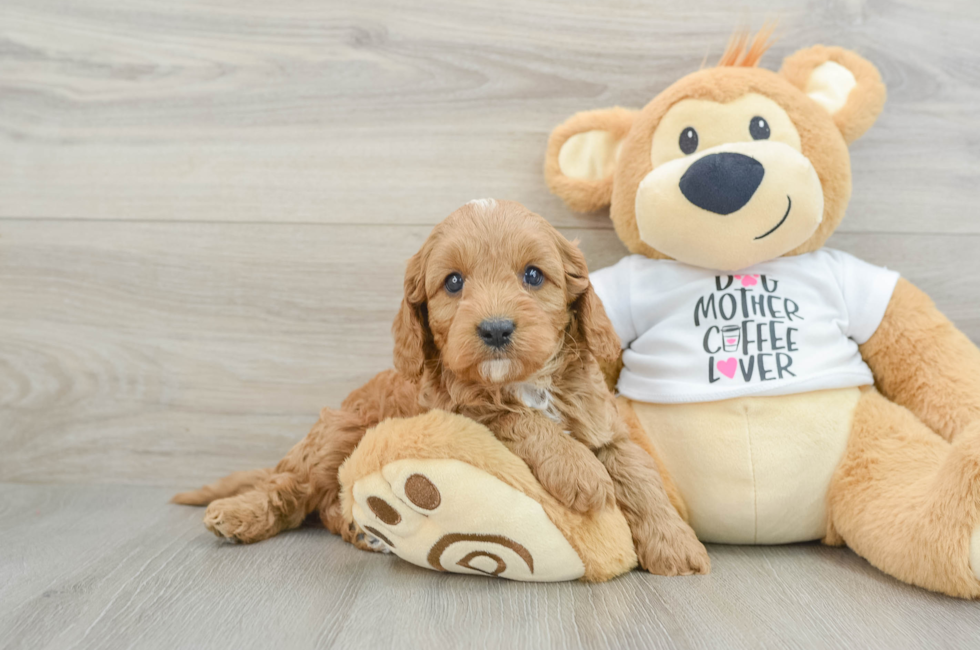 5 week old Cavapoo Puppy For Sale - Windy City Pups