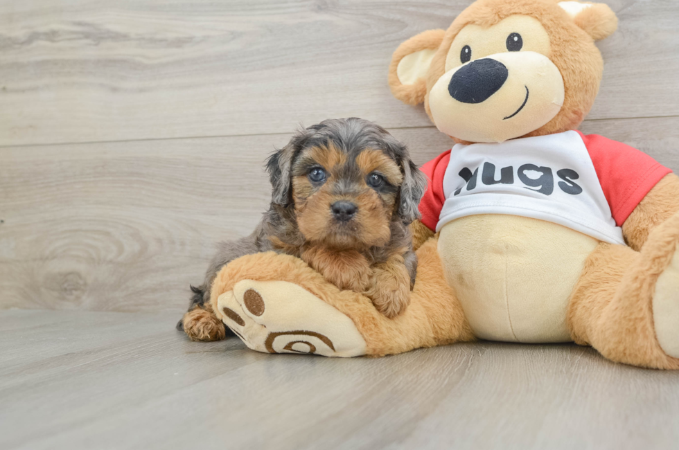 6 week old Cavapoo Puppy For Sale - Windy City Pups