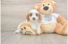 Popular Cavapoo Poodle Mix Pup