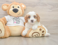 8 week old Cavapoo Puppy For Sale - Windy City Pups