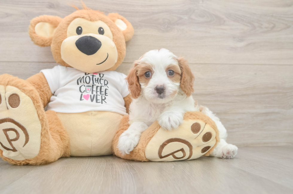 5 week old Cavapoo Puppy For Sale - Windy City Pups