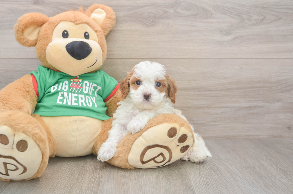 5 week old Cavapoo Puppy For Sale - Windy City Pups