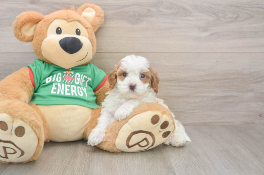 Cute Cavapoo Baby