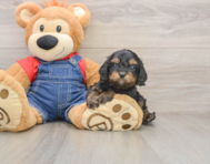 9 week old Cavapoo Puppy For Sale - Windy City Pups