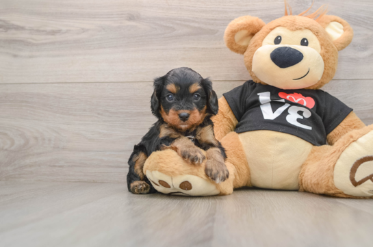 Hypoallergenic Cavadoodle Poodle Mix Puppy