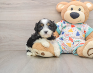7 week old Cavapoo Puppy For Sale - Windy City Pups