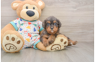Cute Cavapoo Baby