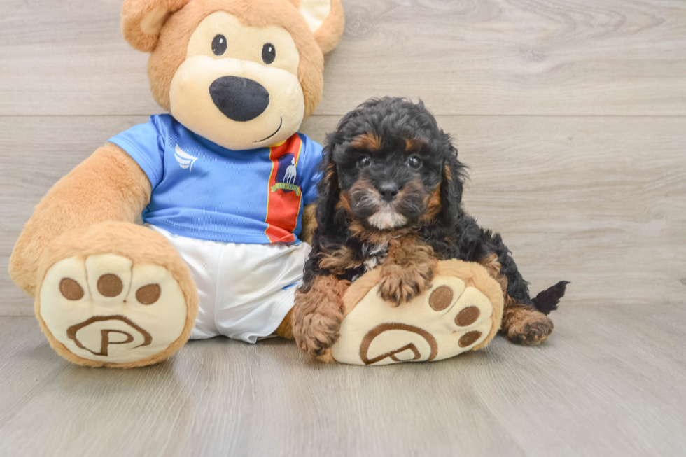 Playful Cavapoodle Poodle Mix Puppy