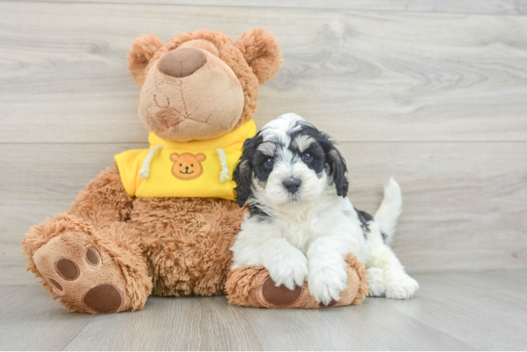 Fluffy Cavapoo Poodle Mix Pup