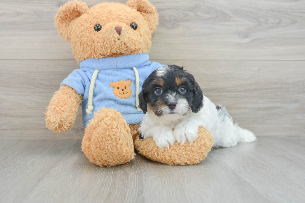 Popular Cavapoo Poodle Mix Pup