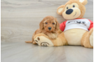 Cavapoo Puppy for Adoption