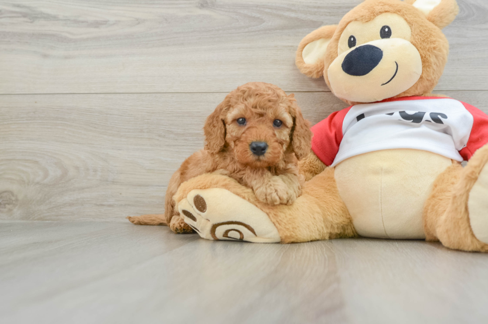 5 week old Cavapoo Puppy For Sale - Windy City Pups