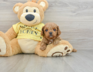 8 week old Cavapoo Puppy For Sale - Windy City Pups