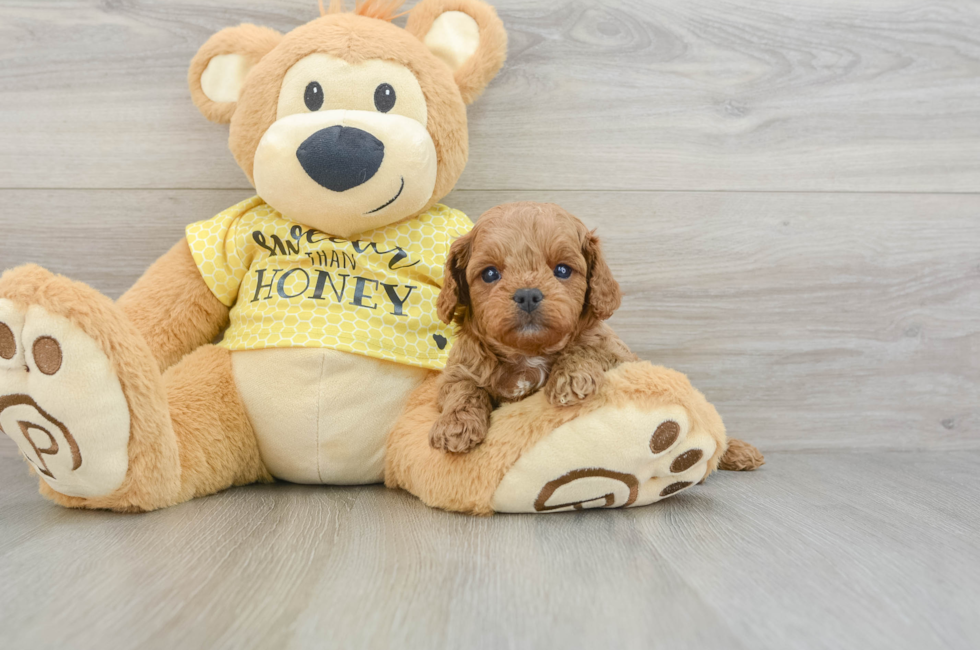 7 week old Cavapoo Puppy For Sale - Windy City Pups