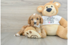 Cavapoo Puppy for Adoption