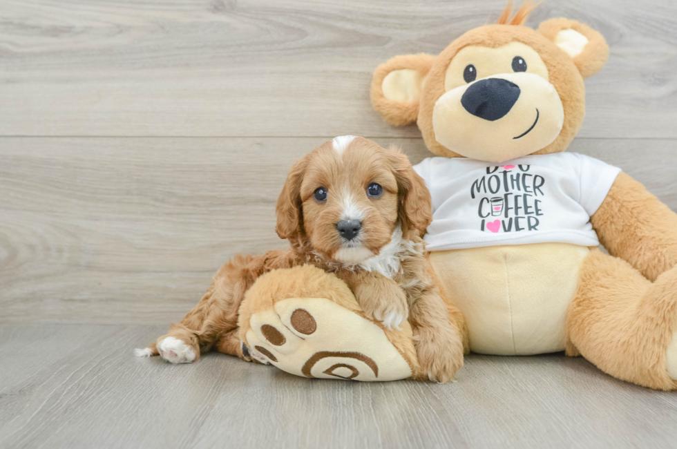 5 week old Cavapoo Puppy For Sale - Windy City Pups