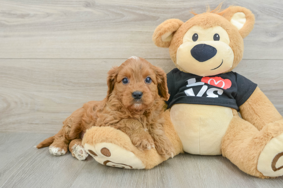 8 week old Cavapoo Puppy For Sale - Windy City Pups