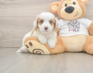 8 week old Cavapoo Puppy For Sale - Windy City Pups