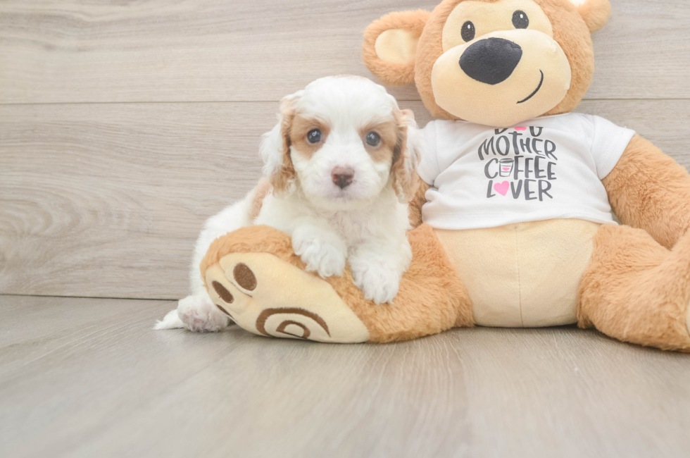 5 week old Cavapoo Puppy For Sale - Windy City Pups