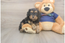 Best Cavapoo Baby