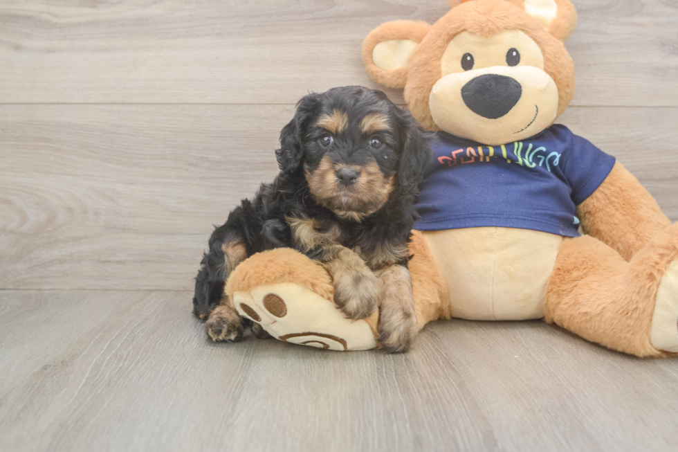 Best Cavapoo Baby