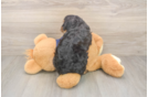 Hypoallergenic Cavadoodle Poodle Mix Puppy