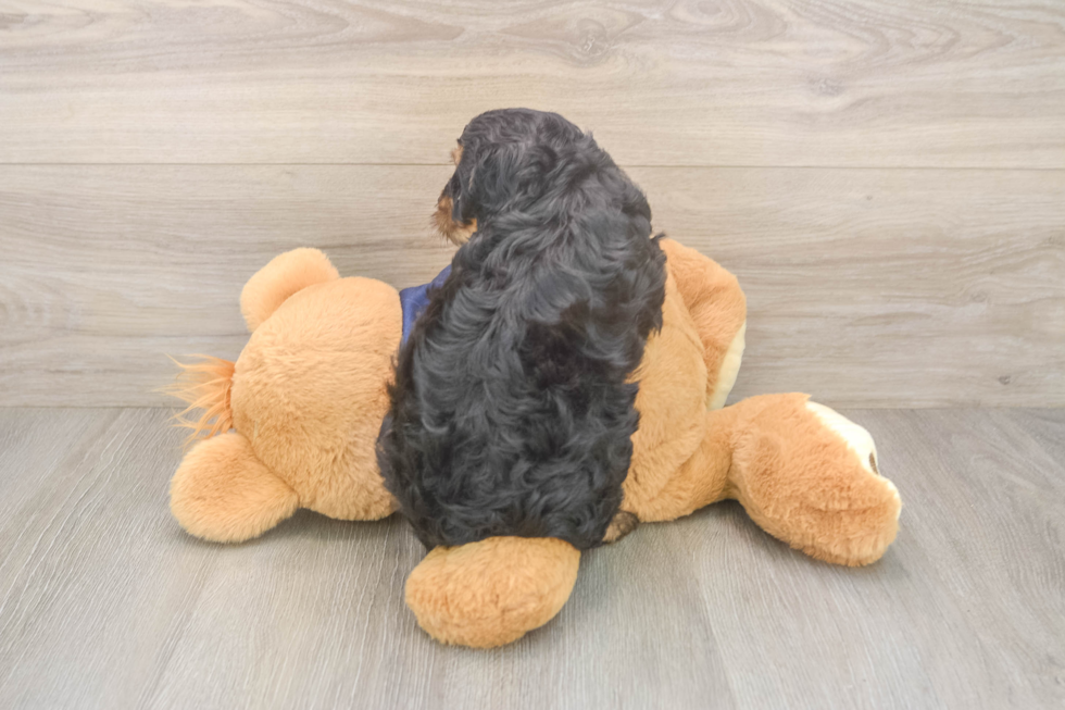 Hypoallergenic Cavadoodle Poodle Mix Puppy