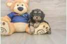 Smart Cavapoo Poodle Mix Pup
