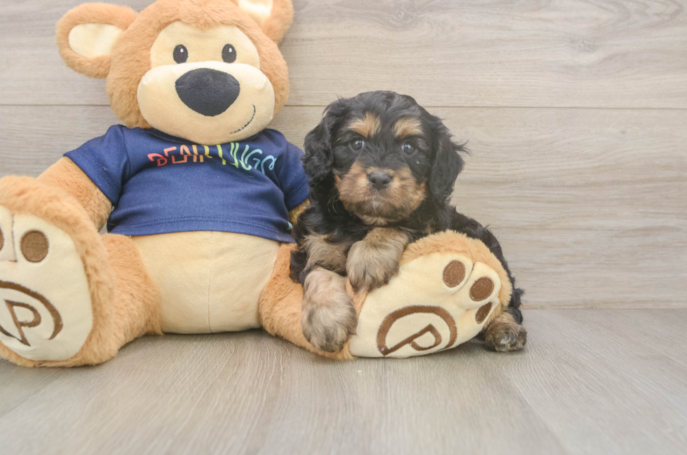 5 week old Cavapoo Puppy For Sale - Windy City Pups