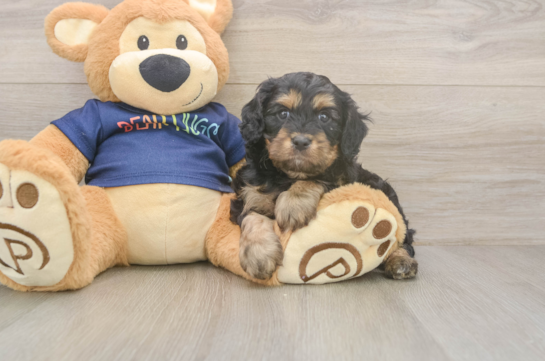 Smart Cavapoo Poodle Mix Pup