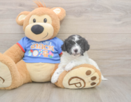 7 week old Cavapoo Puppy For Sale - Windy City Pups