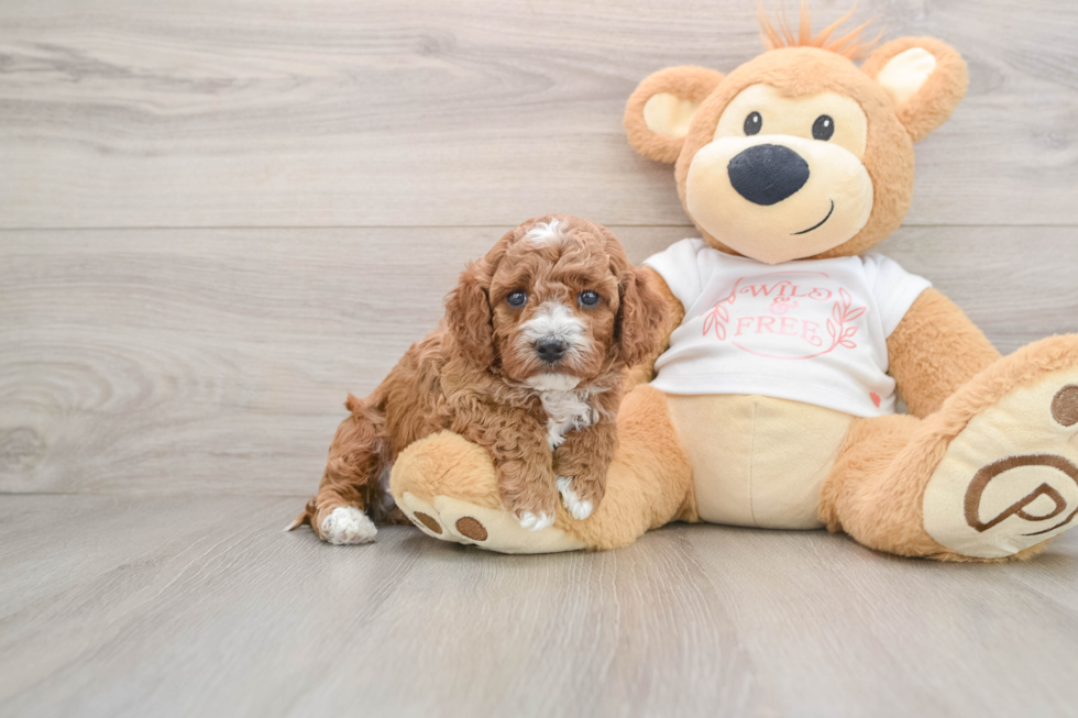 Fluffy Cavapoo Poodle Mix Pup