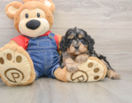 9 week old Cavapoo Puppy For Sale - Windy City Pups