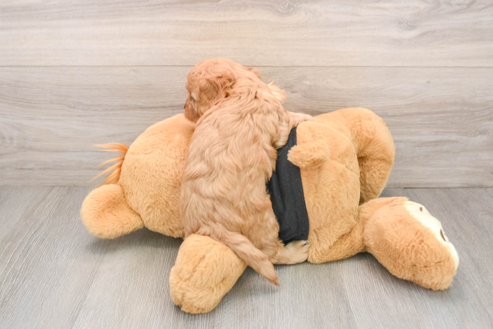 Cavapoo Puppy for Adoption