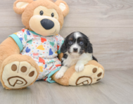 7 week old Cavapoo Puppy For Sale - Windy City Pups
