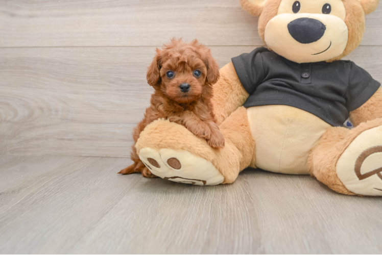Friendly Cavapoo Baby