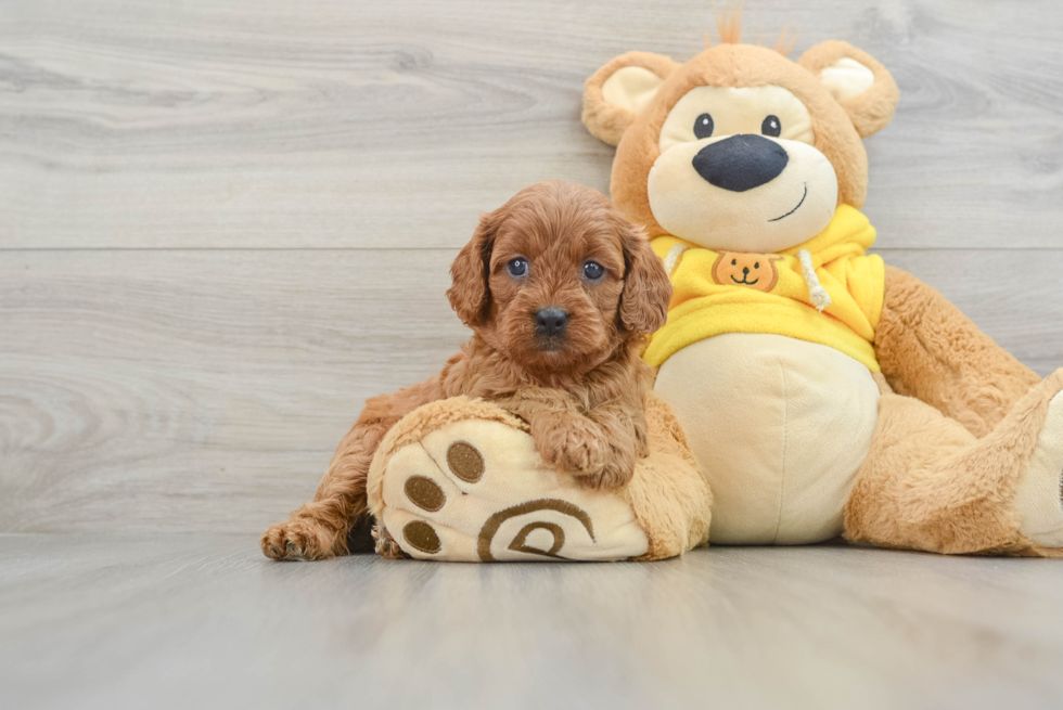 Cavapoo Pup Being Cute