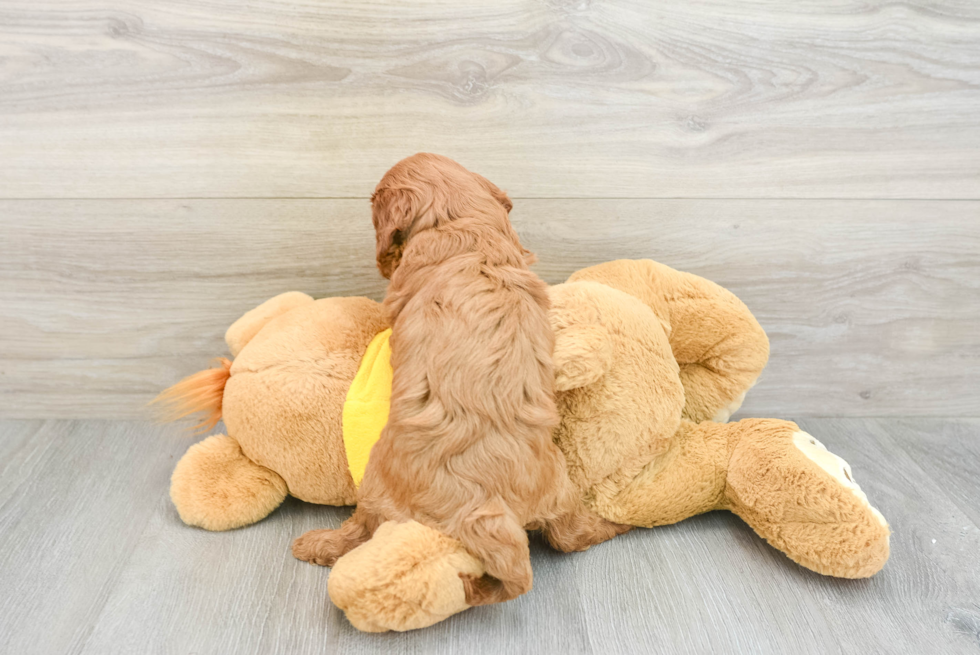 Energetic Cavoodle Poodle Mix Puppy