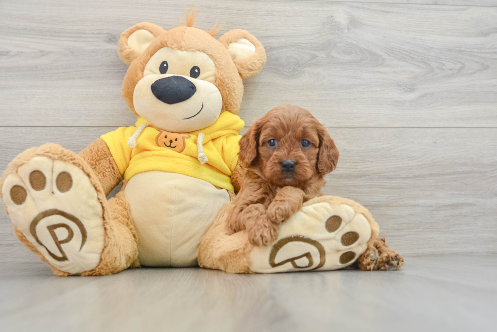 Cavapoo Pup Being Cute