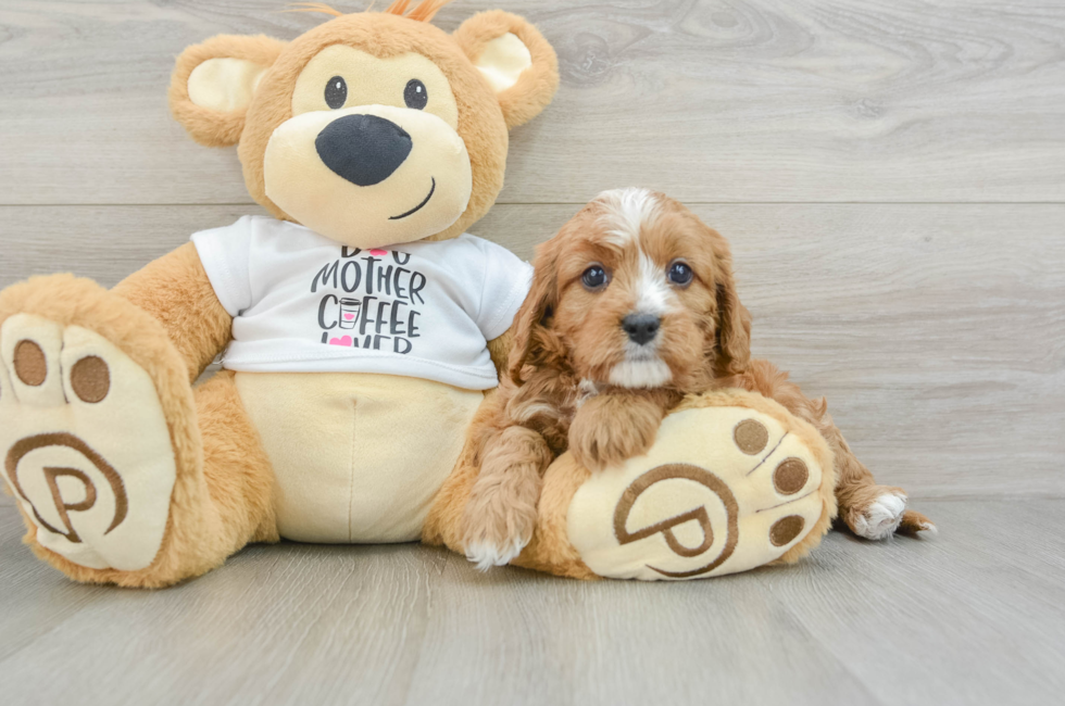 5 week old Cavapoo Puppy For Sale - Windy City Pups