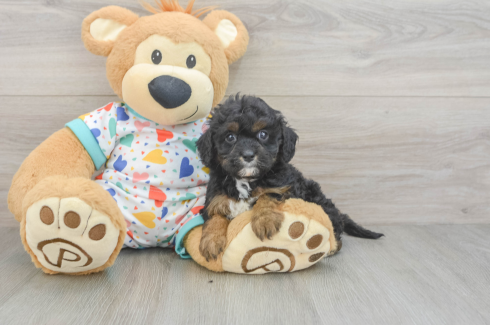 7 week old Cavapoo Puppy For Sale - Windy City Pups