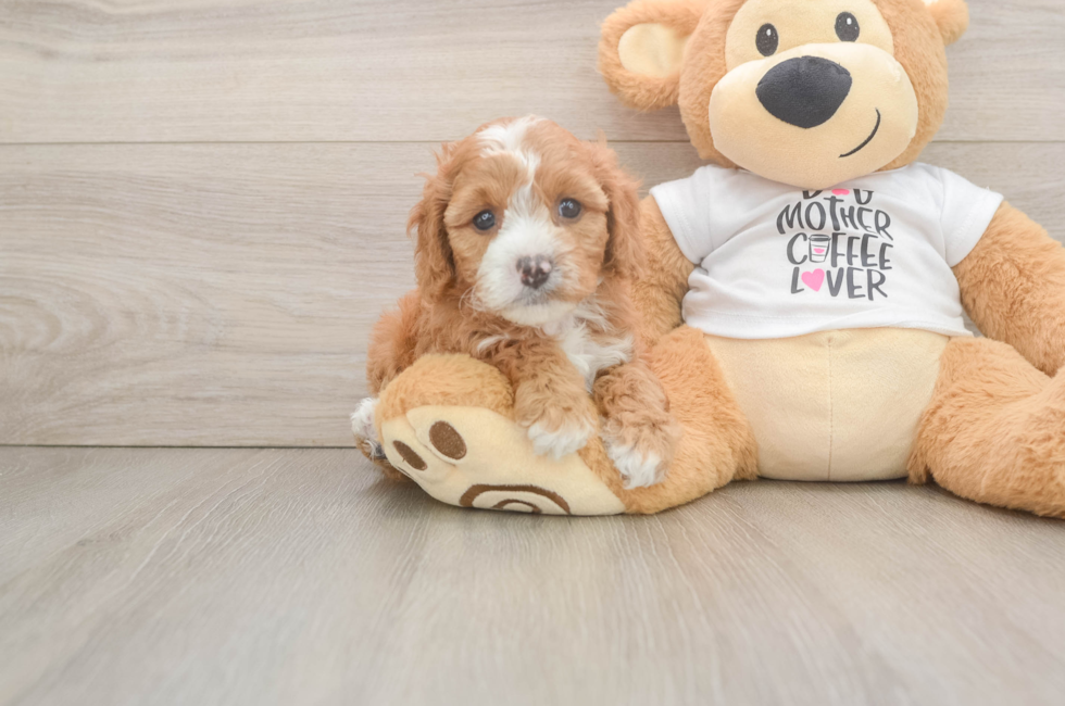 5 week old Cavapoo Puppy For Sale - Windy City Pups