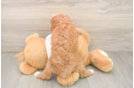 Best Cavapoo Baby