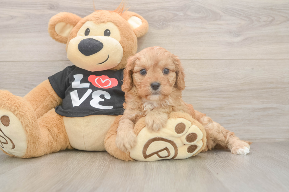 5 week old Cavapoo Puppy For Sale - Windy City Pups