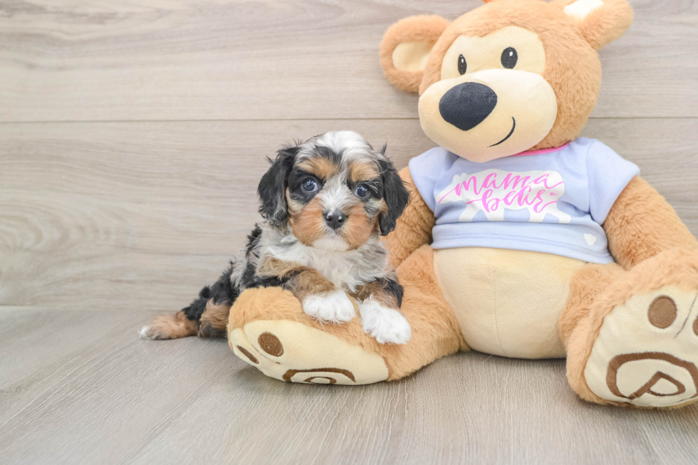 Best Cavapoo Baby